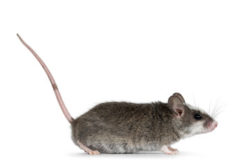 Cute grey mouse with white spots on head, standing side ways with tail up. Looking ahead away from camera. Isolated on a white background.