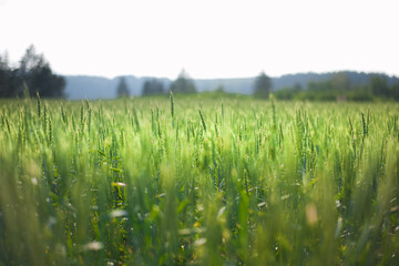 wheat field in a year of good harvest