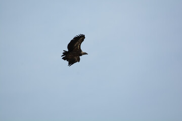 uccello grifone presso orlec località isola di cres croazia