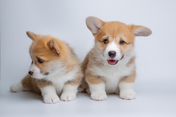 a group of welsh corgi puppies on a white background, isolated