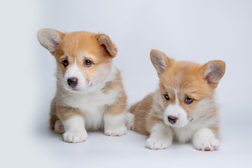 a group of welsh corgi puppies on a white background, isolated