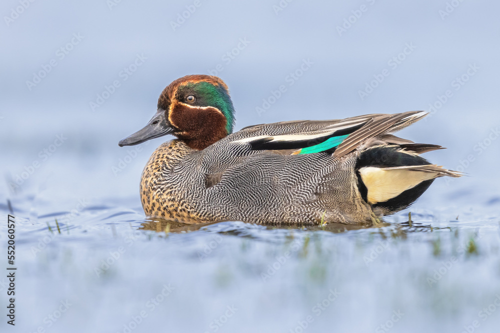 Sticker Male Common Teal Swimming in Wetland