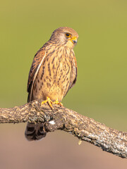 Female Lesser Kestrel in breeding colony in Spain