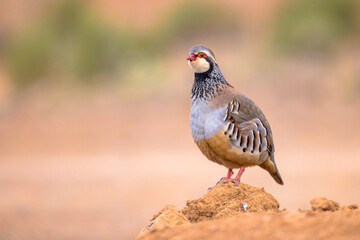 Red Legged Partridge Standing Guard
