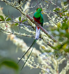 Resplendent Quetzal perching
