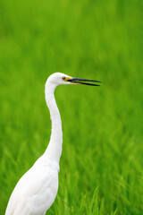 Close-up of a standing little egret
