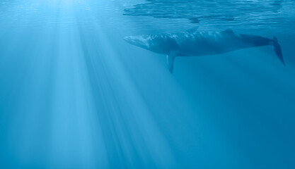 A humpback whale swimming with sunrise