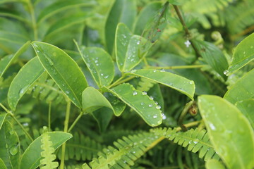 leaves with dew drops