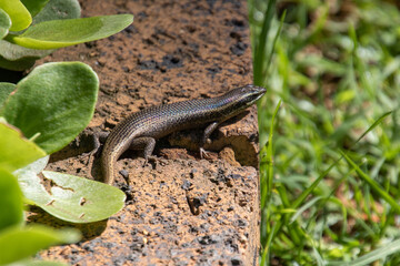 A lizard warms itself up in the sun in a domestic garden in Gauteng province in South Africa