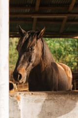 Retrato vertical de un caballo solitario dentro de un establo.