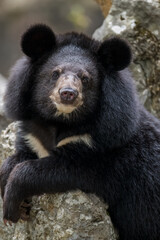 Asian black bear portrait, half length