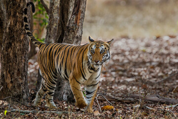 Tiger, Bengal Tiger (Panthera tigris Tigris), in Bandhavgarh National Park in India