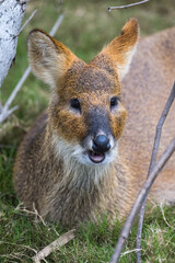Siberian Roe portrait in close up