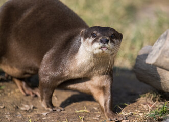 an otter on the rocks