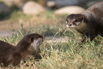 two otters looking at each other