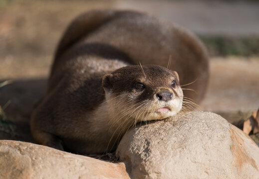 an otter on the rocks