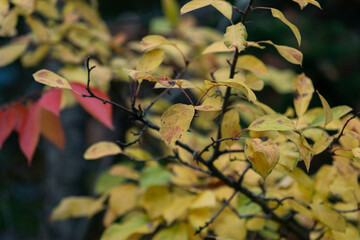 Yellow and red maple leaves on branches