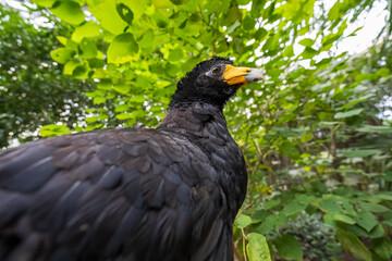 myna profile in close up