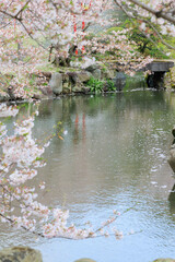 Obraz na płótnie Canvas 小城公園の桜祭り「佐賀県」