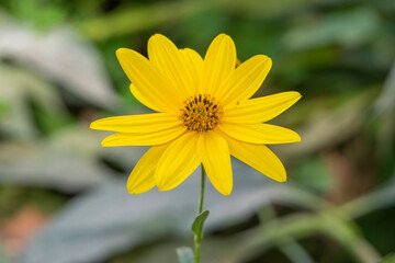 A closeup shot of beautiful yellow Helianthus tuberosus flowers.