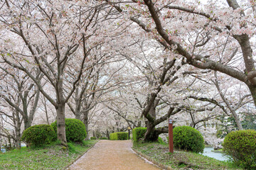 小城公園の桜道「佐賀県」