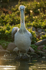 white pelican standing in the sunset