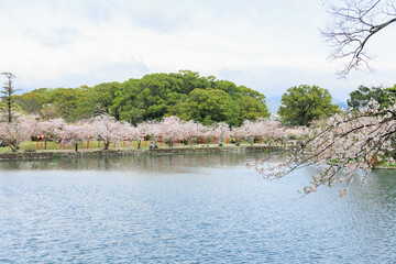 小城公園の桜祭り「佐賀県」