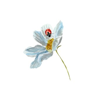 Daisy flower ladybug red a sketch watercolor