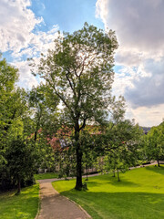 Sparrenburg Bielefeld tree on a meadow with a beautiful sky