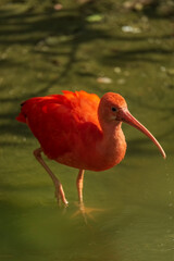 red Crested ibis profile, full length