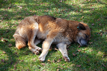 cute dog is sleeping on the grass. Beautiful stray dog curled up and taking a nap.