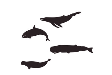 silhouette of whales