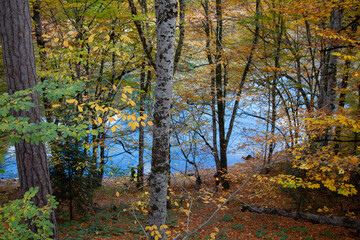 autumn forest lake water landscape