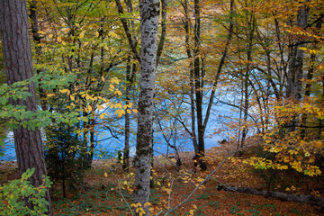 Obraz premium autumn forest lake water landscape