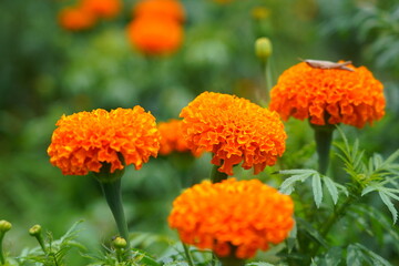 close up picture of yellow flowers in a garden