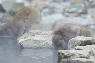 Japanese macaques Macaca fuscata drinking water in a hot spring pool. Jigokudani Monkey Park. Yamanouchi. Joshinetsu Kogen National Park. Japan.