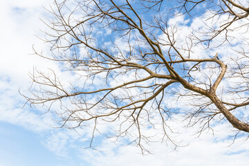 Fototapeta na wymiar An abstract dry branch with cloud and blue sky.