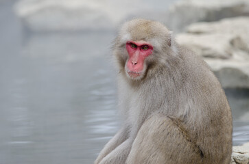 Japanese macaque Macaca fuscata. Jigokudani Monkey Park. Yamanouchi. Nagano Prefecture. Joshinetsu...