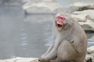 Japanese macaque Macaca fuscata showing its fangs. Jigokudani Monkey Park. Yamanouchi. Nagano Prefecture. Joshinetsu Kogen National Park. Japan.