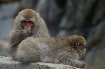 One Japanese macaque Macaca fuscata grooming another. Jigokudani Monkey Park. Yamanouchi. Nagano Prefecture. Joshinetsu Kogen National Park. Japan.