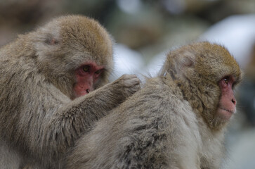 One Japanese macaque Macaca fuscata grooming another. Jigokudani Monkey Park. Yamanouchi. Nagano...