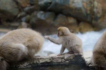 Obraz premium Young Japanese macaque Macaca fuscata touching the fur of an adult. Jigokudani Monkey Park. Yamanouchi. Joshinetsu Kogen National Park. Japan.