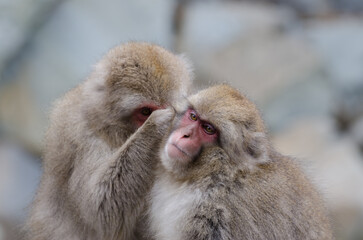 Fototapeta premium One Japanese macaque Macaca fuscata grooming another. Jigokudani Monkey Park. Yamanouchi. Nagano Prefecture. Joshinetsu Kogen National Park. Japan.