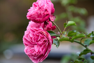 Pink Rose