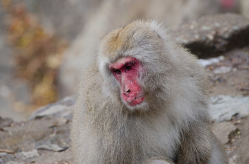 Japanese macaque Macaca fuscata. Jigokudani Monkey Park. Yamanouchi. Nagano Prefecture. Joshinetsu Kogen National Park. Japan.