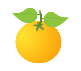 illustration of an orange fruit