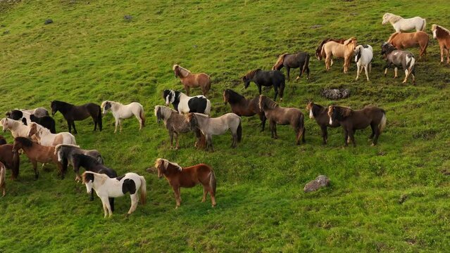 Aerial panoramic footage of running wild horses, Iceland. Slow motion drone 4k footage, rural landscape.
