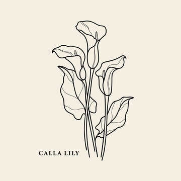 Line art calla lily flower illustration