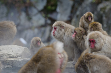Fototapeta premium Troop of Japanese macaques Macaca fuscata next to a hot spring pool. Jigokudani Monkey Park. Yamanouchi. Joshinetsu Kogen National Park. Japan.