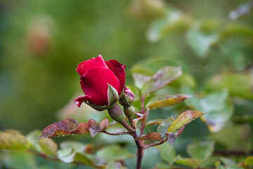 Rote Rose